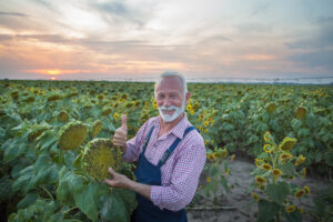 Senior farmer in overalls holding half ripe sunflower head in field in late summer time at sunset